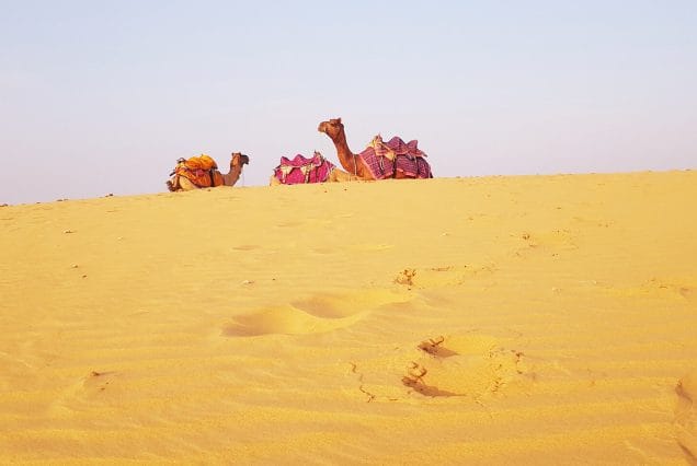 Jaisalmer Rajasthan Desert Camel